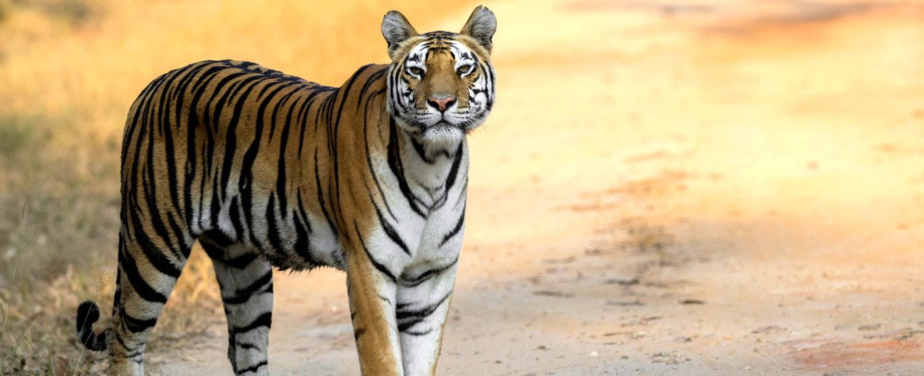 Mudumalai Forest Safari